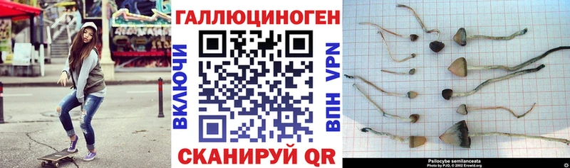 МЕГА рабочий сайт  Жуковка  Псилоцибиновые грибы Cubensis 